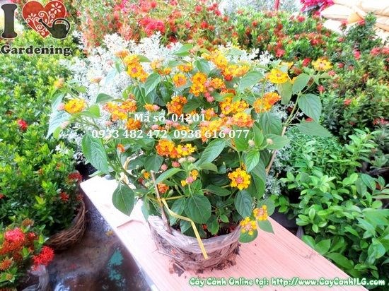 Hình ảnh thực tế cây hoa ngũ sắc Ms 04201 cao 30cm tại vườn ILG