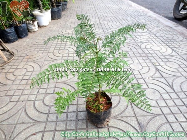 đặc điểm cây phượng tím giống cao 30cm