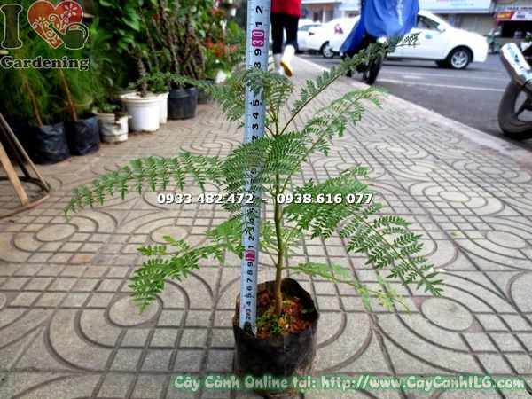 cây phượng tím giống trồng cảnh quan công trình