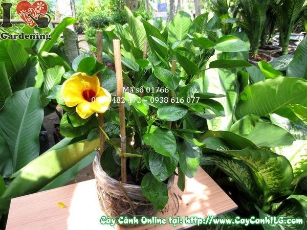 cây hoa râm bụt Mỹ 35cm trồng hàng rào cảnh quan