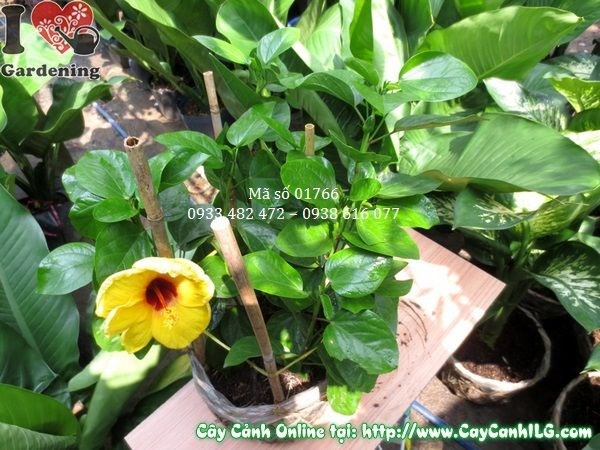 hoa râm bụt Mỹ nở đẹp cao 35cm