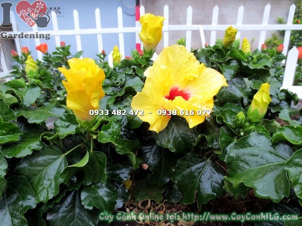 Cây râm bụt thái vàng cao 20cm – lá xanh bóng, hoa vàng tươi