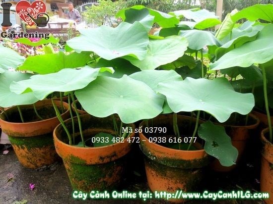 cây hoa sen trồng chậu tiểu cảnh nước