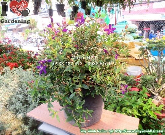 Cây sim tím cảnh – ý nghĩa phong thủy màu tím cao quý