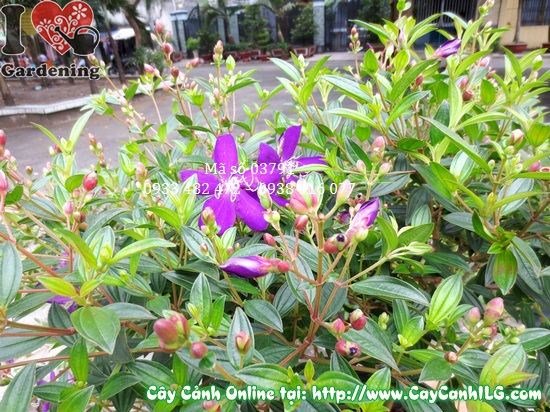 Nhân giống cây hoa sim tím – giâm cành và chiết cành