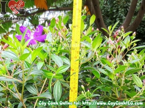Phòng trị sâu bệnh cây hoa sim tím – bảng xử lý từ vườn ILG