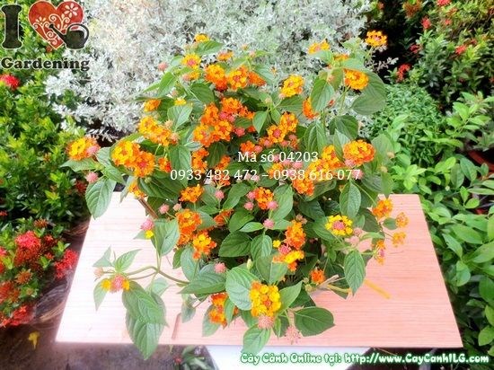 cây hoa trâm ổi 30cm ưa sáng trồng ngoại thất sân vườn