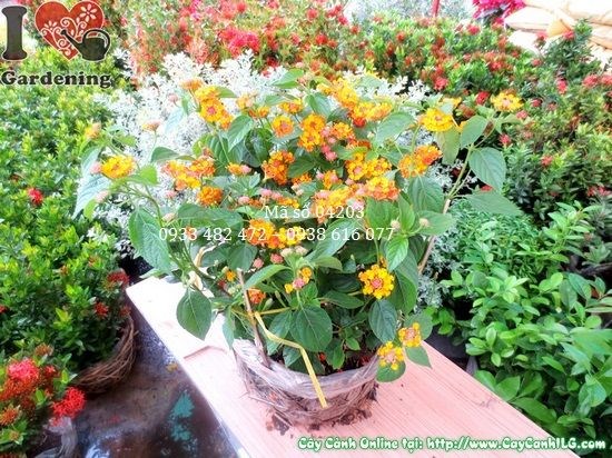 cây hoa trâm ổi 30cm trồng thảm công trình cảnh quan đẹp