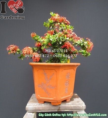 Cây hoa trang đỏ bonsai nghệ thuật đẹp