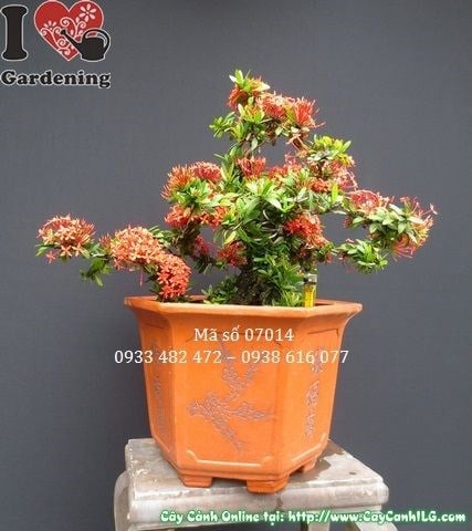 Cây hoa trang đỏ bonsai đẹp tạo dáng nghệ thuật