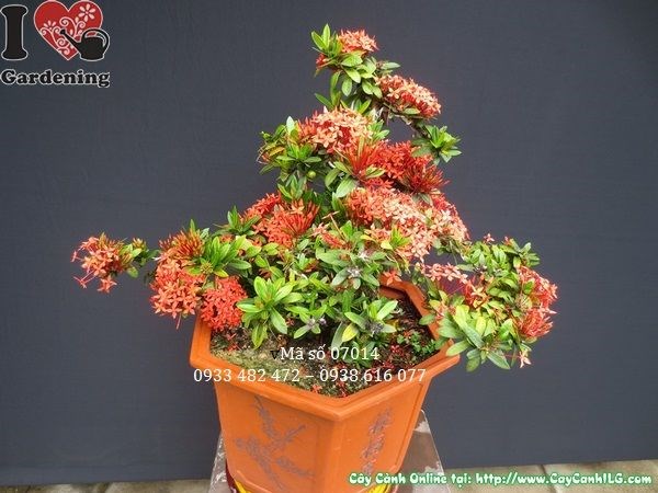 Ý nghĩa phong thủy cây hoa trang đỏ bonsai đẹp