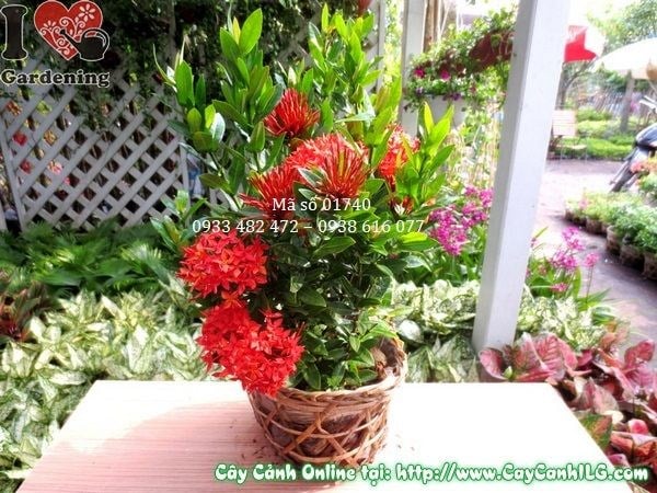 Cây hoa trang đỏ cao 30cm Ms 01740 - ILG