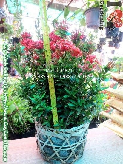 Cây hoa trang đỏ cao 40cm trồng cảnh quan sân vườn
