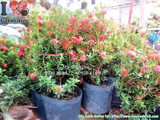 Cây hoa trang đỏ lớn cao 60cm tại vườn ILG