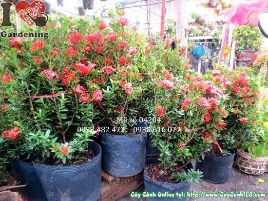 Chùm hoa trang đỏ rực rỡ nở quanh năm