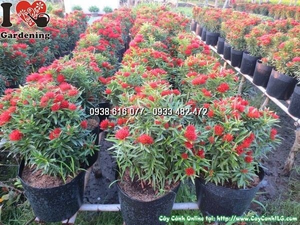 Hoa trang kim nở rộ sau khi được chăm sóc đúng kỹ thuật