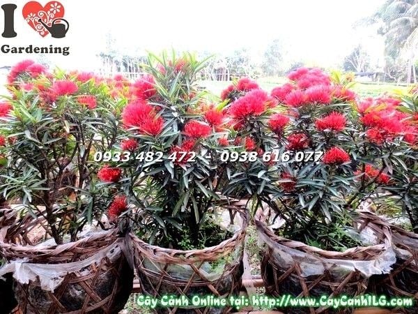 Cây hoa trang kim sau cắt tỉa ra hoa đều và đẹp