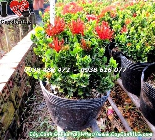 Cây hoa trang lá trái tim Ms 19509 – giống hoa trang độc đáo tại ILG