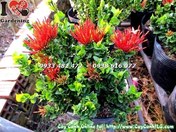 Hoa trang lá trái tim – chùm hoa đỏ rực nổi bật trên nền lá hình trái tim