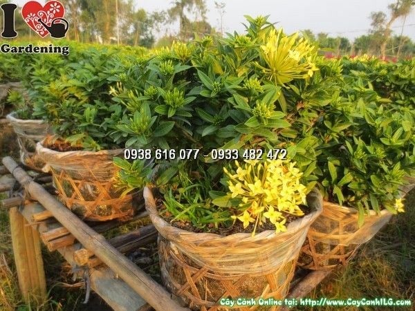cây hoa trang vàng cao 25cm trồng thảm hoa lối đi