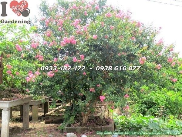 Hoa tường vi hồng gốc lớn tán đẹp cao 2m5 tại vườn ILG