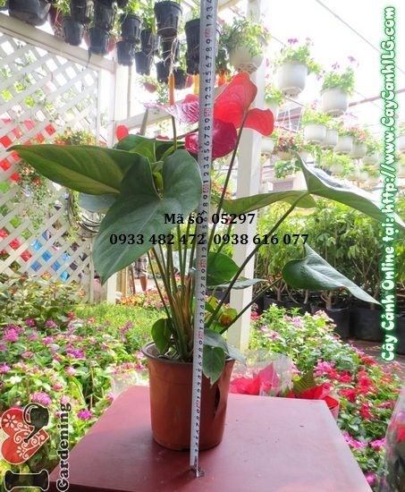 Cây hồng huyết môn trưng bày trang trí sân vườn quán cafe