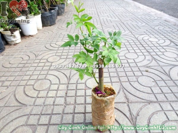 Cây hồng leo giống cao 20cm chuẩn bị trồng vào chậu lớn