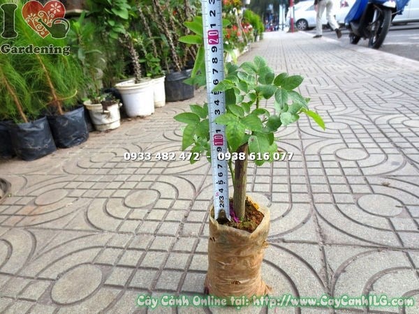Cây hồng leo giống phát triển tốt sau vài tháng chăm sóc