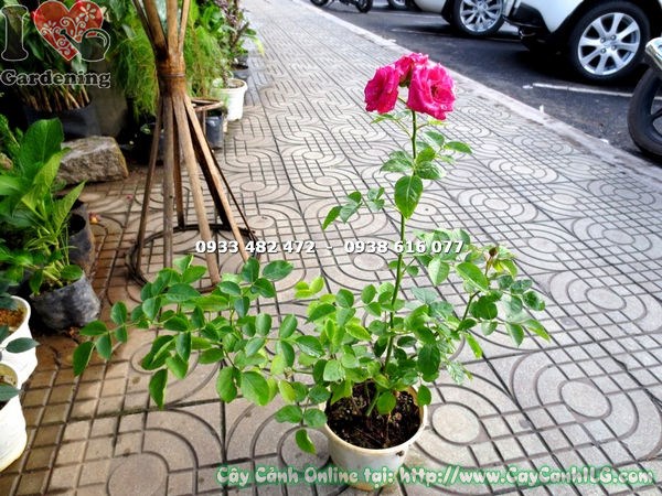 hoa hồng leo nở đẹp - ILG caycanhilg.com