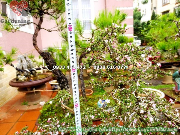 Cây Hồng Loan Mai bonsai – rễ nổi, dáng cổ kính đặc trưng