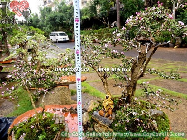 hồng loan mai bonsai tiểu cảnh 50cm hoa ba màu đẹp