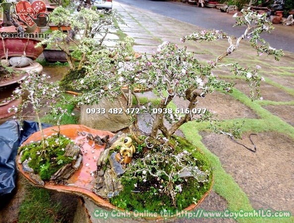 cây hồng loan mai bonsai tiểu cảnh cao 50cm ms 13252