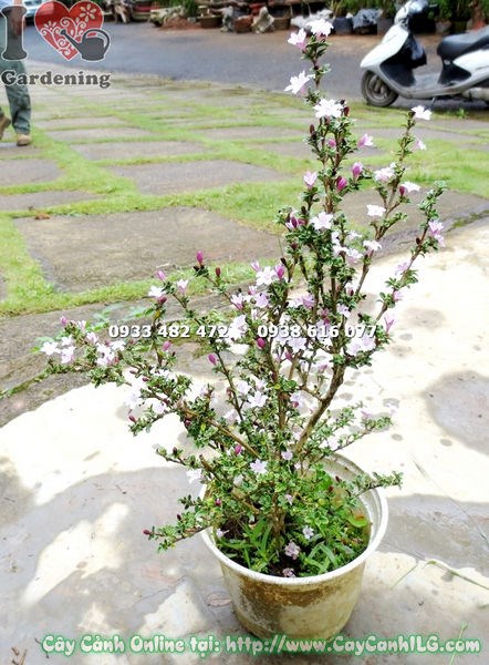 Cây hồng loan mai giống 25cm thân mềm dễ tạo dáng bonsai