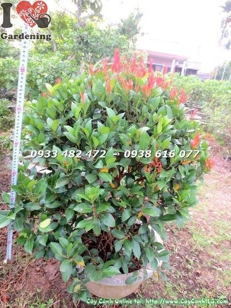 Cây hồng lộc cắt tròn đẹp cao 50cm tán tròn đều tại ILG