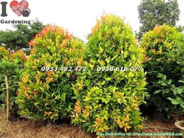 Cây hồng lộc cắt tròn tán đều đẹp cao 1m7 ứng dụng cảnh quan