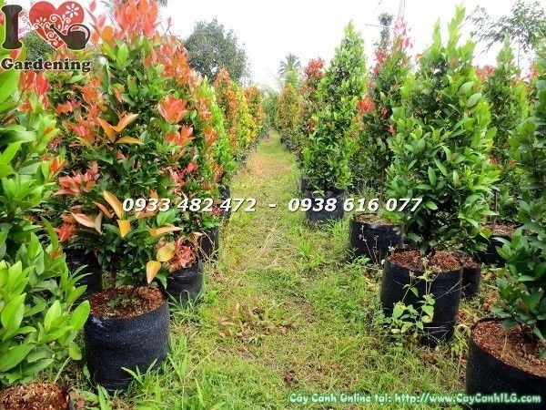 cây hồng lộc đỏ cao 90cm tại vườn ILG
