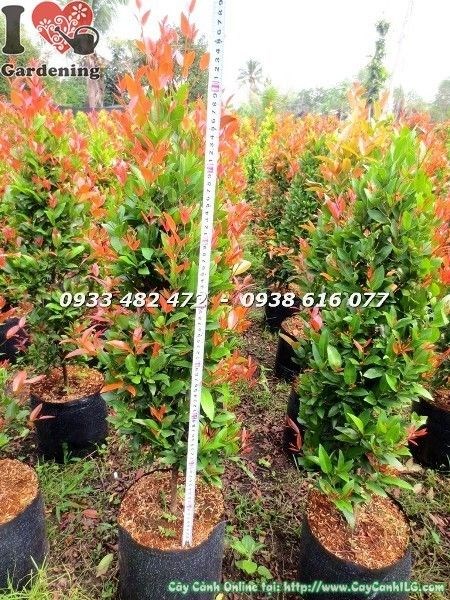 hồng lộc đỏ 90cm lá đỏ rực nổi bật