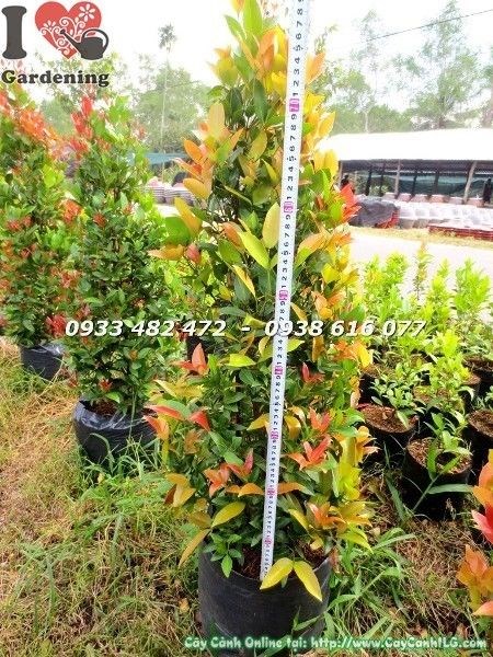 hồng lộc đỏ 90cm trồng trang trí khuôn viên