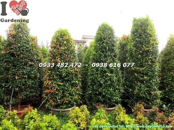 Cây hồng lộc tán tròn cao 3m – ứng dụng sân vườn biệt thự