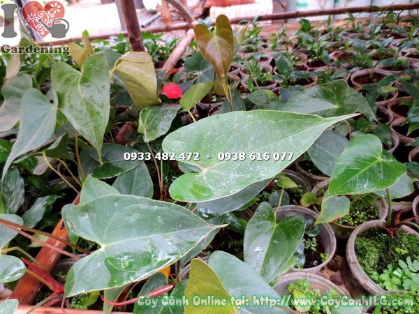 cây hồng môn giống - cây non khỏe mạnh phù hợp trồng số lượng lớn
