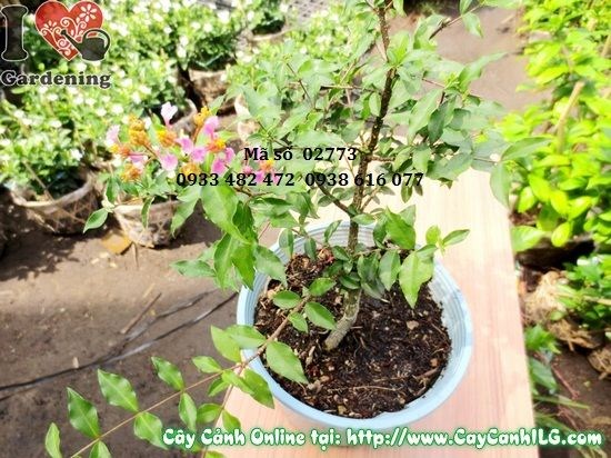 Cây hồng ngọc mai sơ ri kiểng dáng bonsai mini