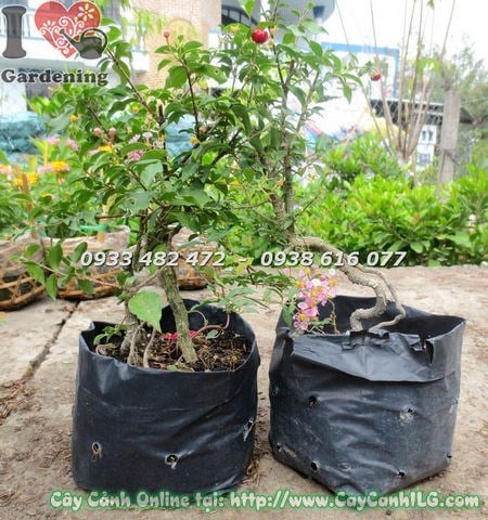 cây hồng ngọc mai có trái trồng trang trí tiểu cảnh sân vườn