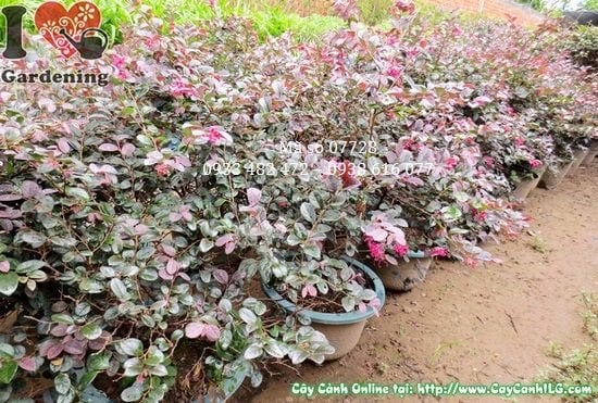 Cây hồng phụng giống mới - lá đỏ hoa đỏ - cây phong thủy đẹp