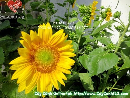 Cây hướng dương hoa vàng rực rỡ tại vườn ILG TP.HCM