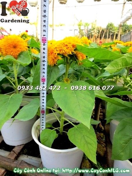 Hướng dương giống mới nhiều bông vàng rực rỡ