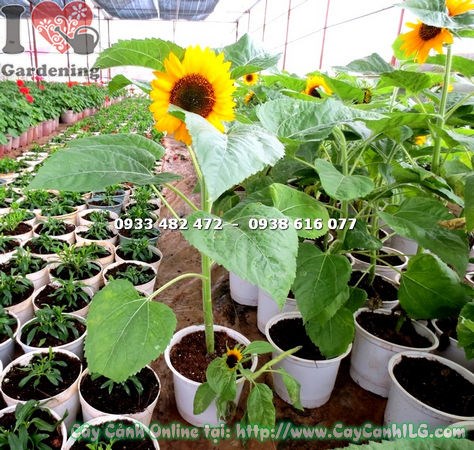 Chăm sóc cây hướng dương loại nhỏ cao 60cm đúng cách