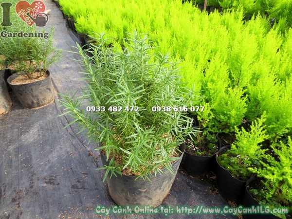 Cắt tỉa và tạo dáng cây hương thảo bụi