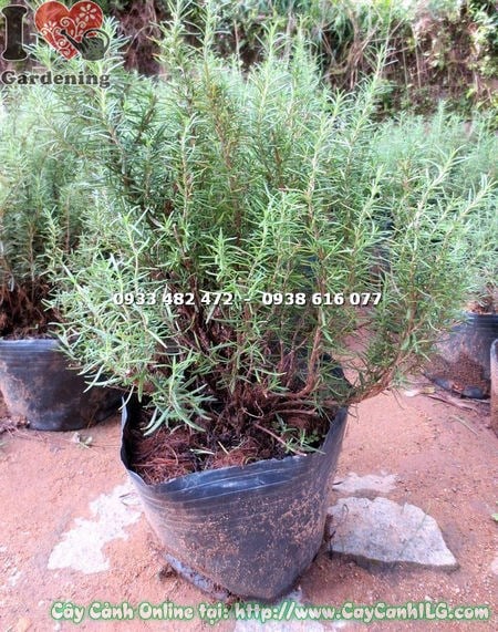 Cây hương thảo bụi lớn cao 40cm – bụi trưởng thành tán dày tỏa hương