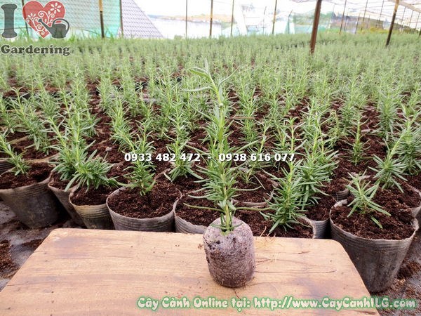 Cây hương thảo giống 10cm phù hợp khí hậu mát mẻ