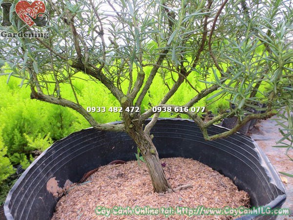 Chi tiết lá cây hương thảo gốc bonsai cao 45cm